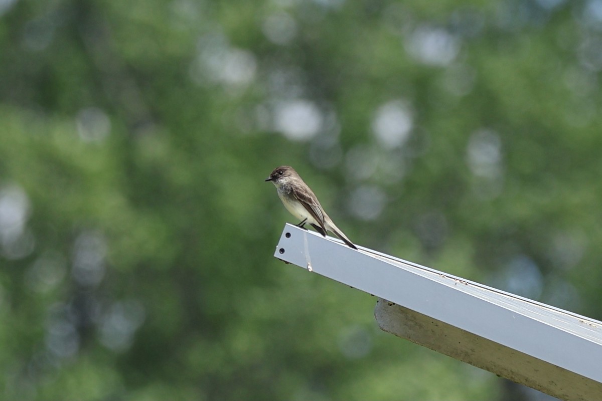 Eastern Phoebe - ML620649421