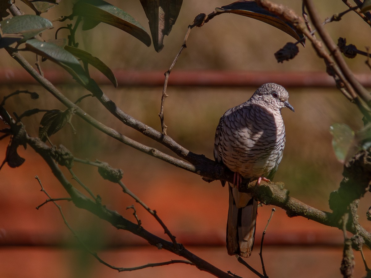 Scaled Dove - ML620649424