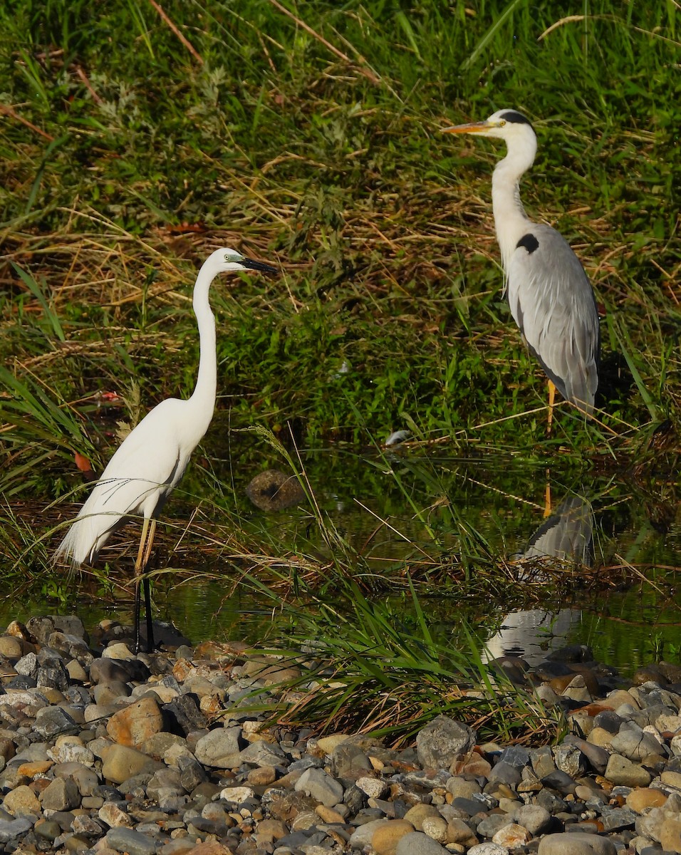 Great Egret (modesta) - ML620649427