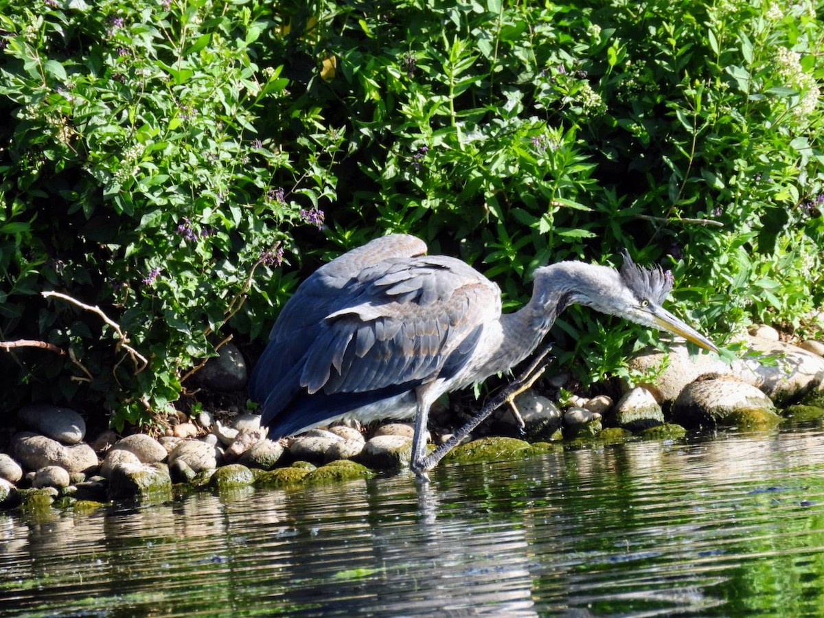 Great Blue Heron - ML620649430