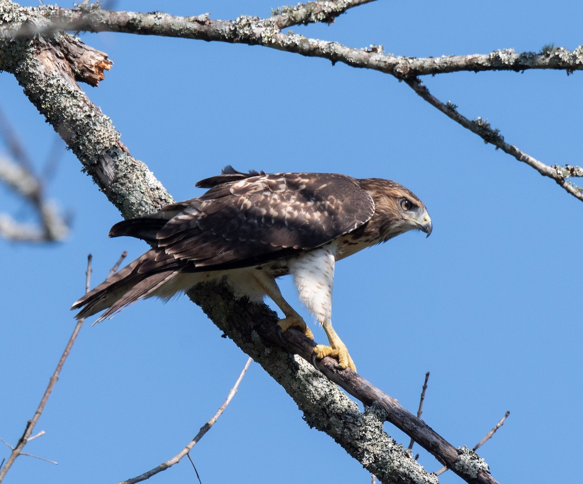 Red-tailed Hawk - ML620649431