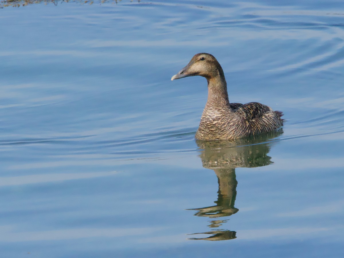 Common Eider - ML620649432