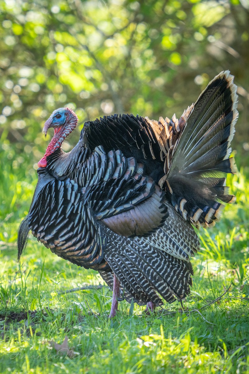 Wild Turkey - ML620649434