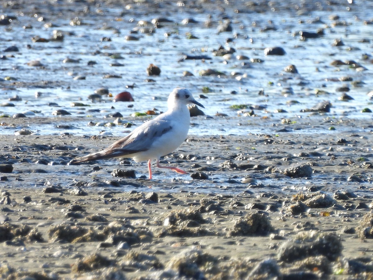 Mouette de Bonaparte - ML620649436