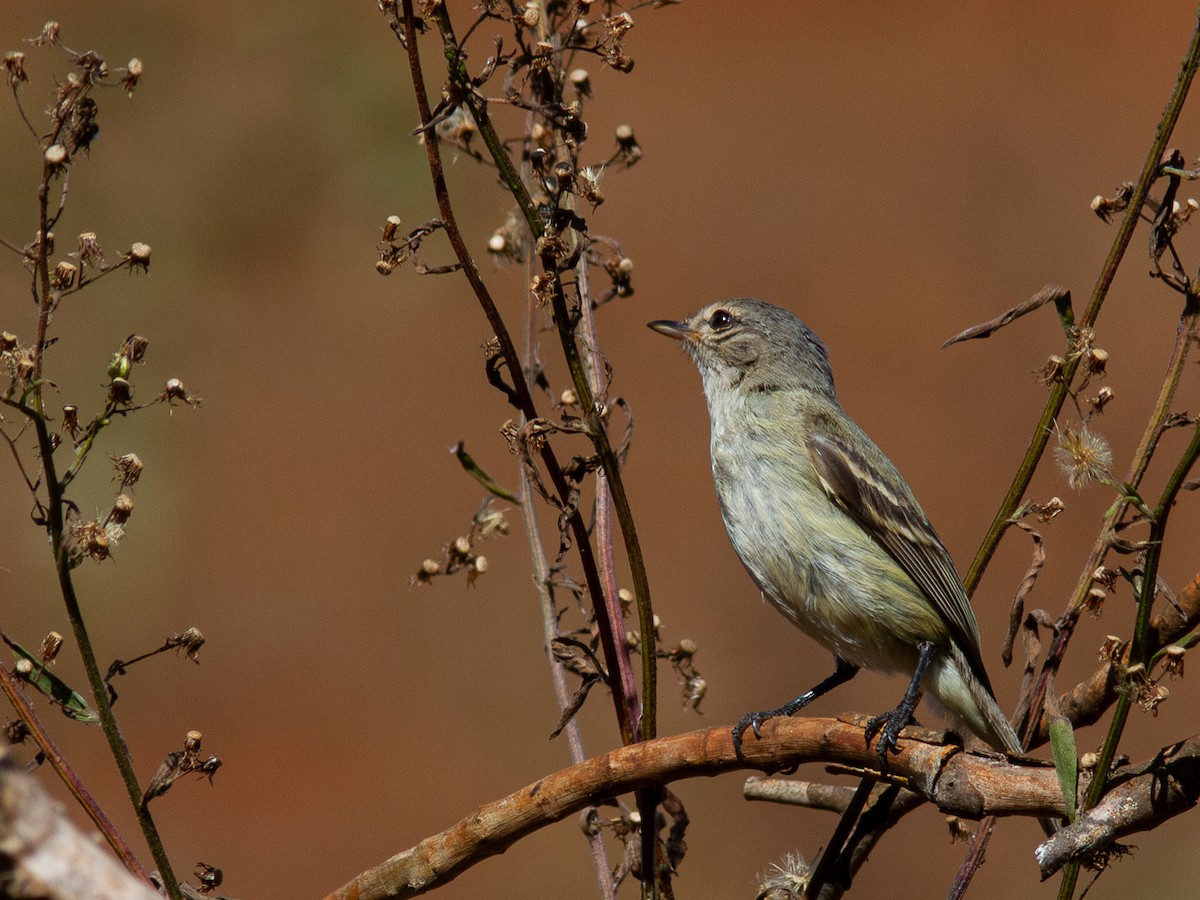 Tyranneau passegris - ML620649440