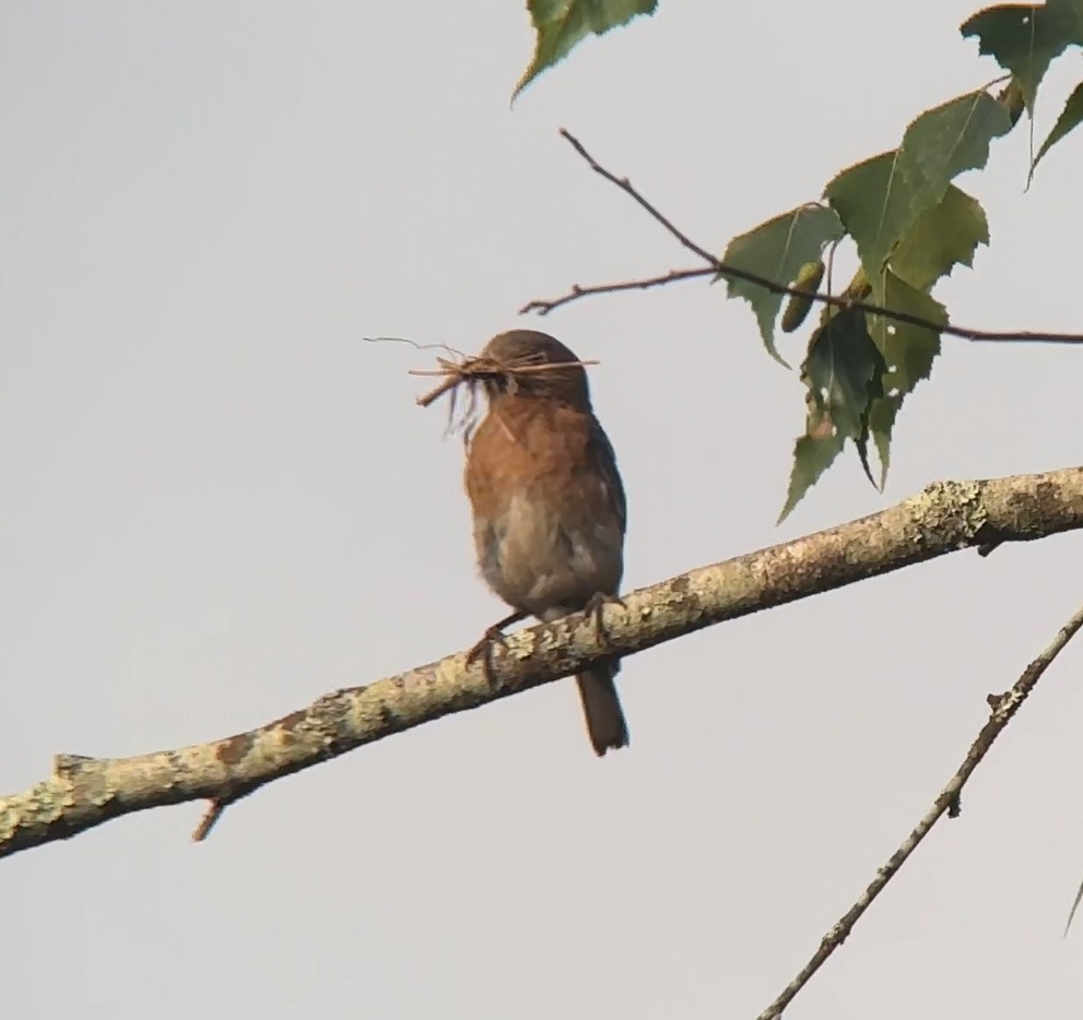 Eastern Bluebird - ML620649445