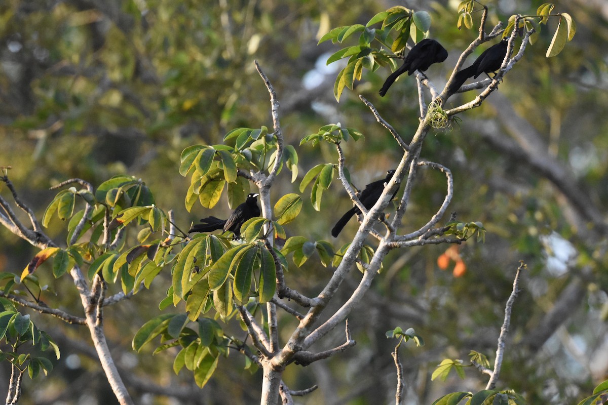 Nicaraguan Grackle - ML620649447