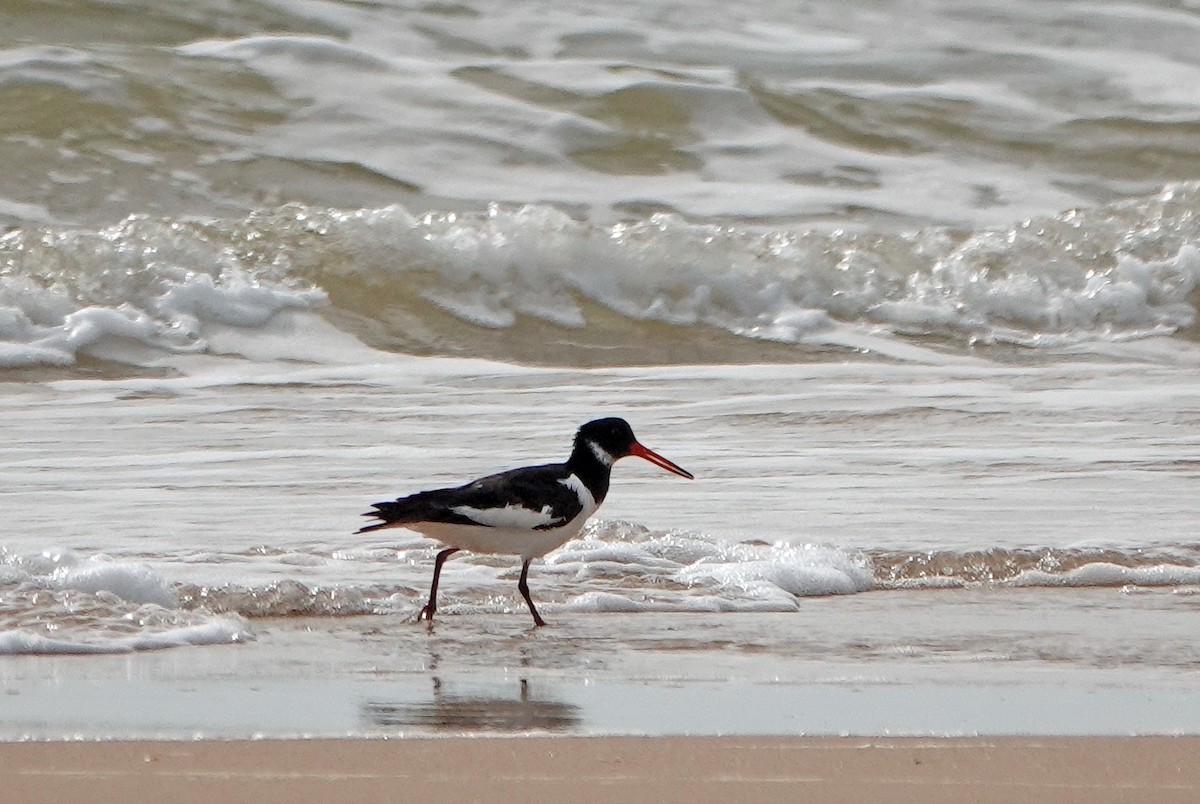 Eurasian Oystercatcher - ML620649455