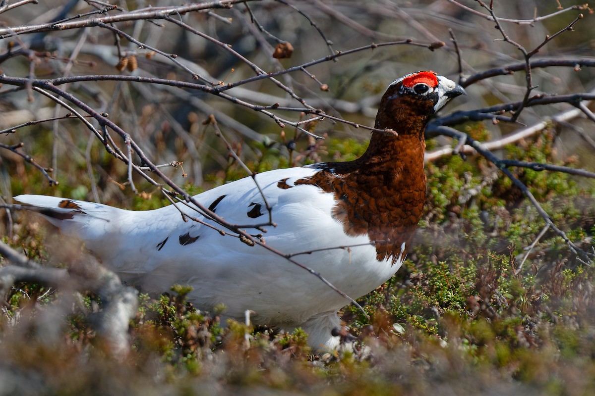 Willow Ptarmigan - ML620649457