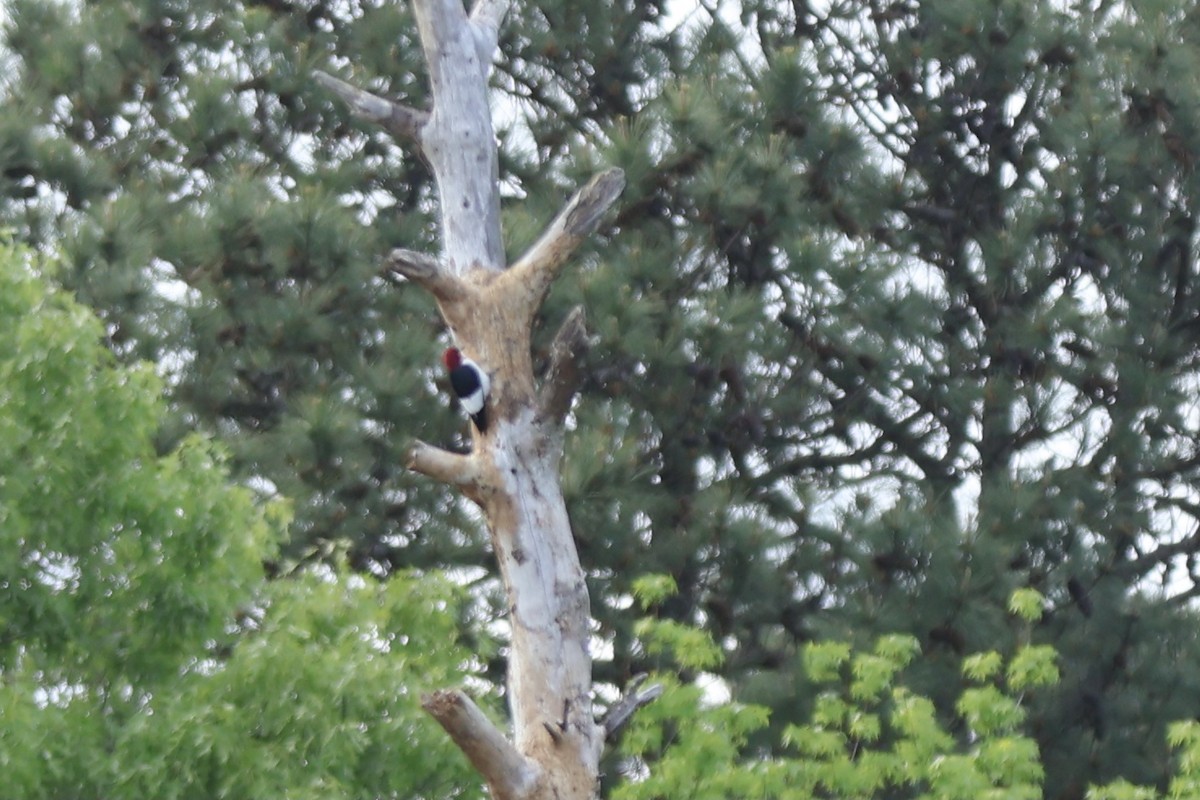 Red-headed Woodpecker - ML620649460