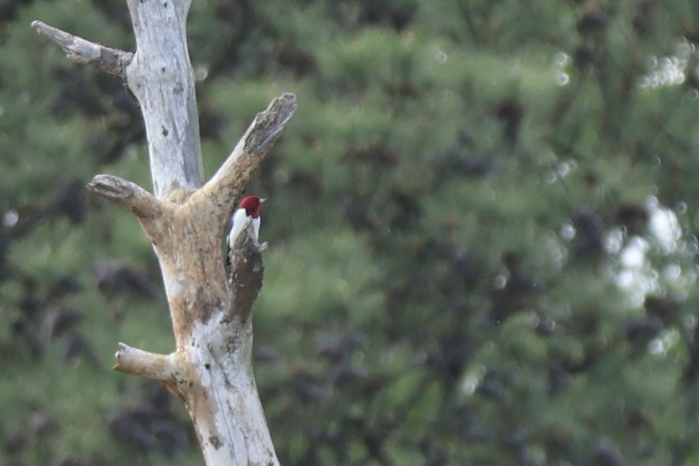 Red-headed Woodpecker - ML620649462