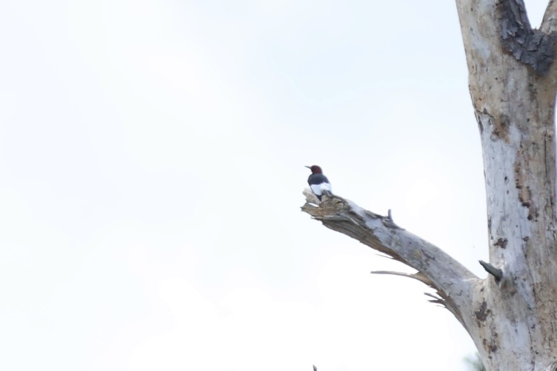 Red-headed Woodpecker - ML620649463