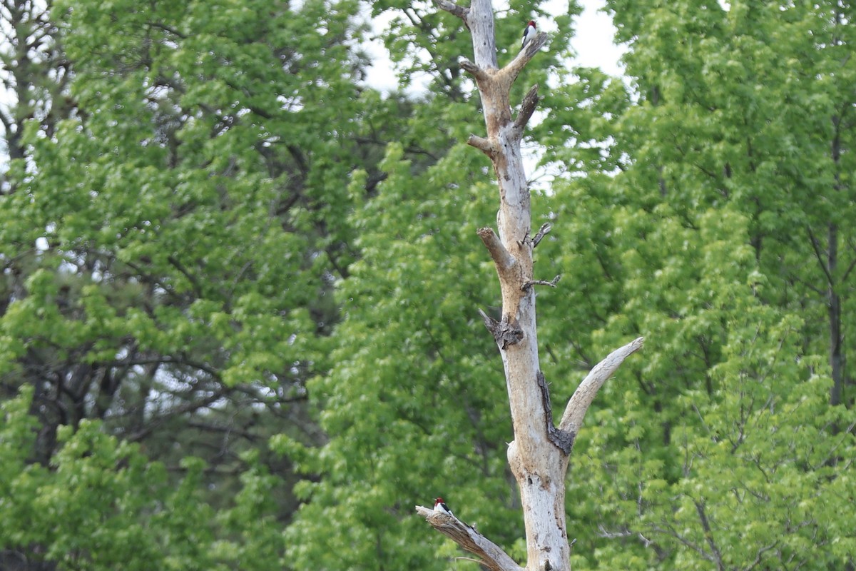 Red-headed Woodpecker - ML620649464