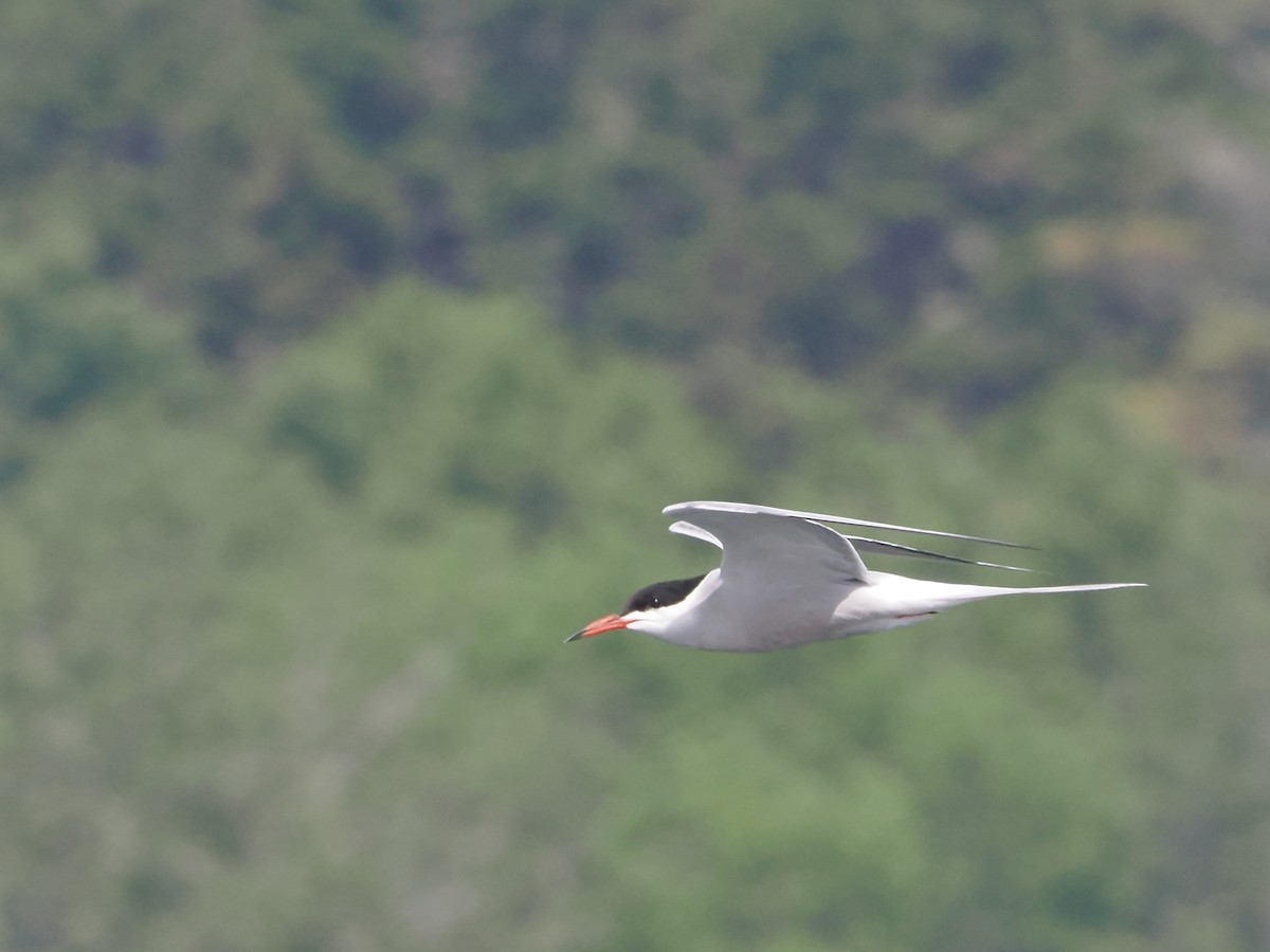 Common Tern - ML620649468