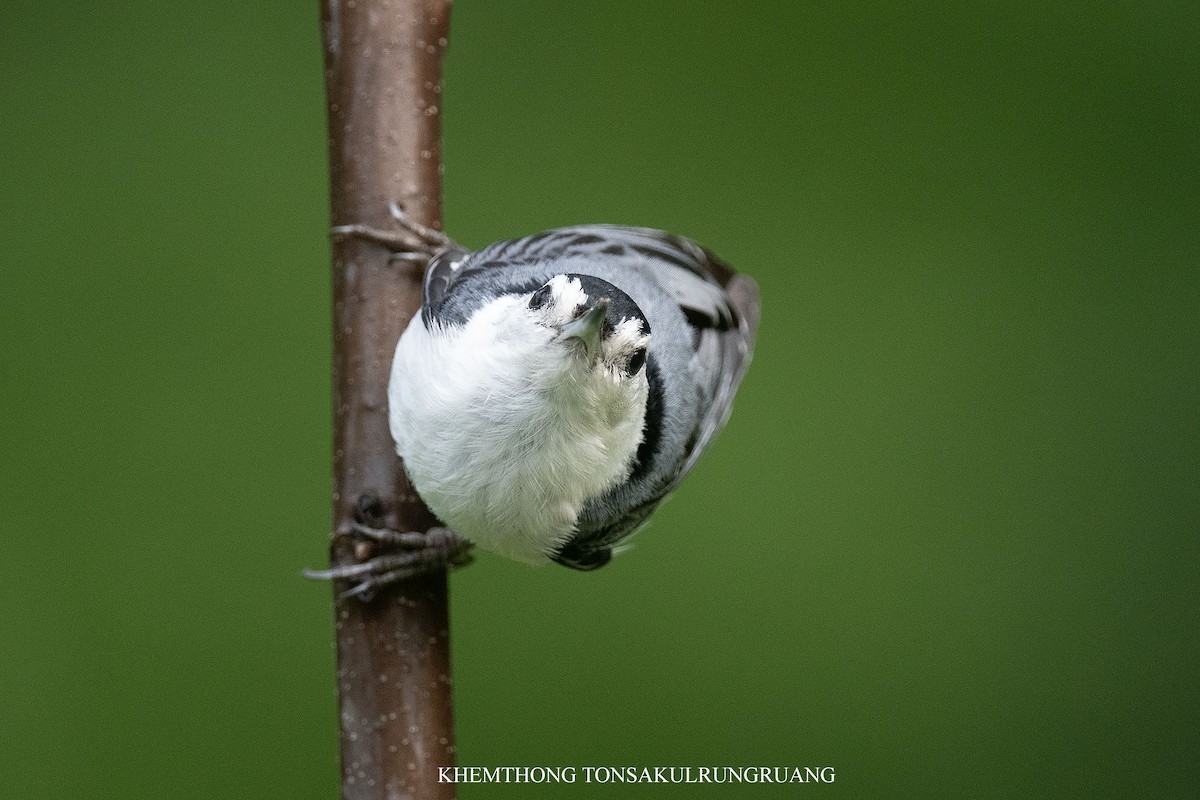 White-breasted Nuthatch (Eastern) - ML620649470