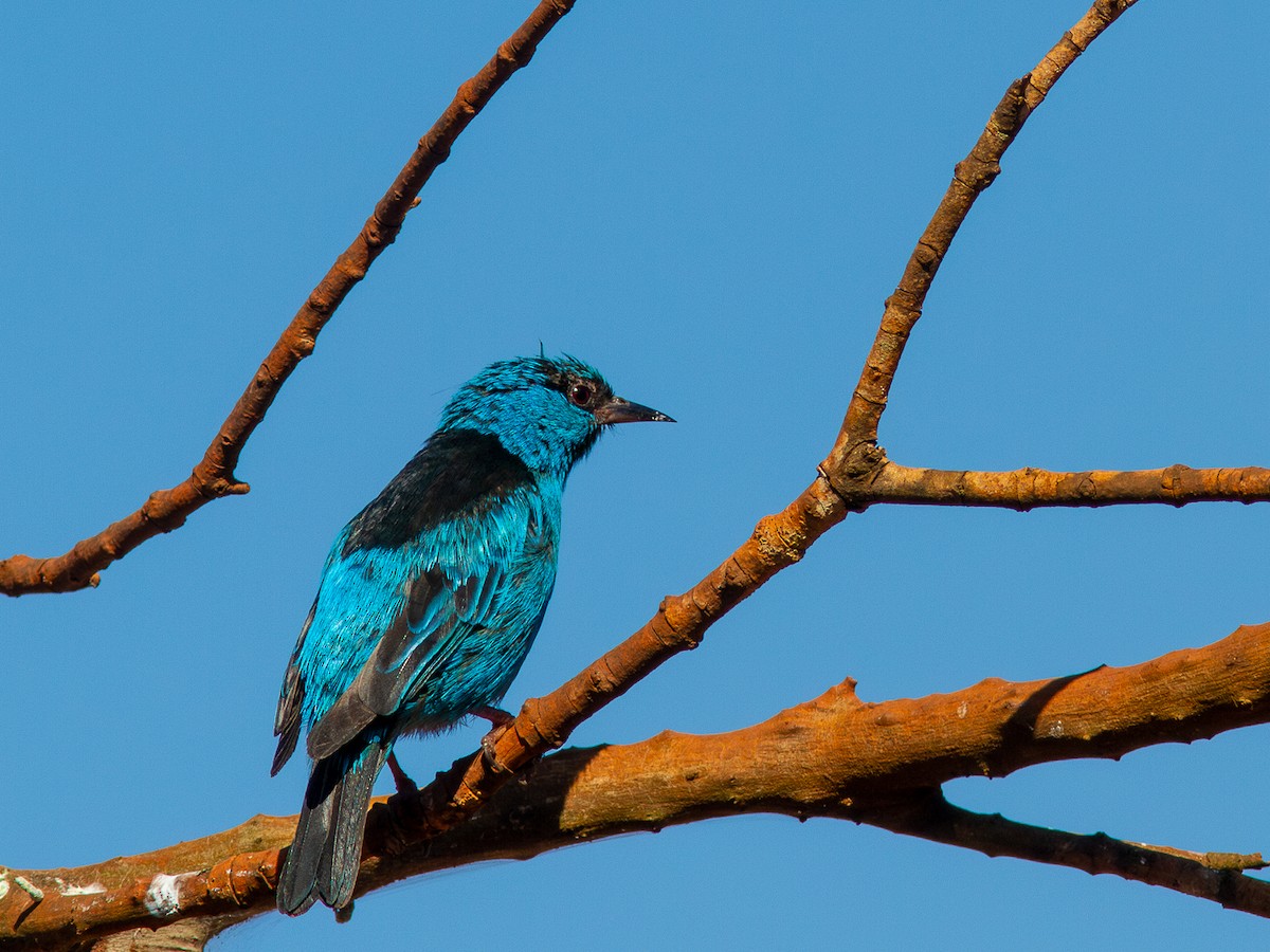 Blue Dacnis - ML620649472