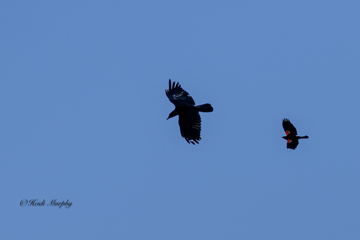 American Crow - ML620649473