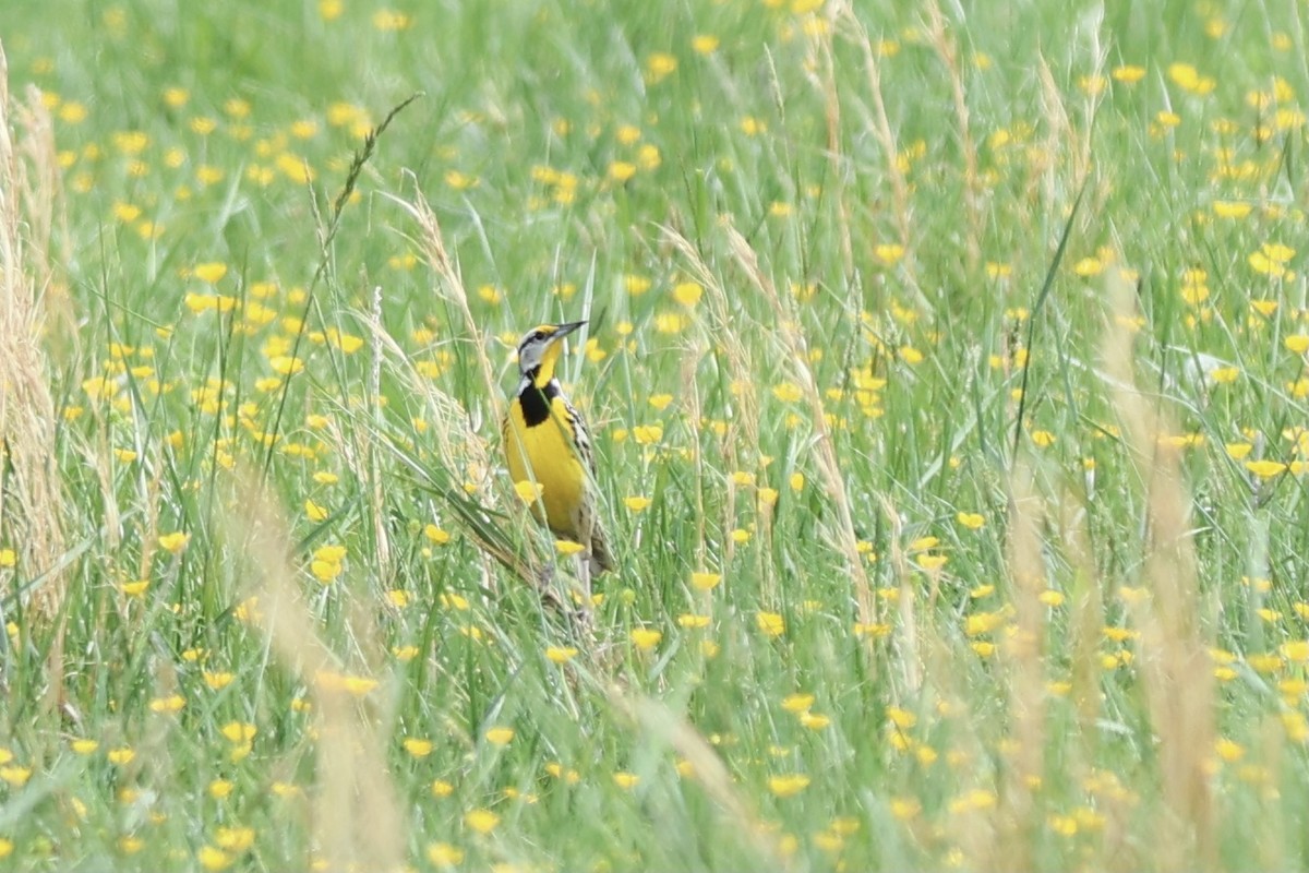 Eastern Meadowlark - ML620649477