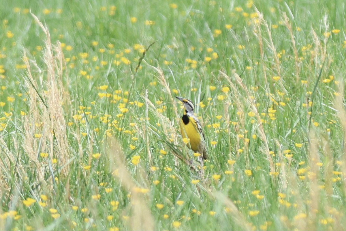 Eastern Meadowlark - ML620649478