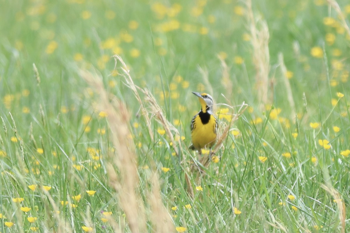 Eastern Meadowlark - ML620649481