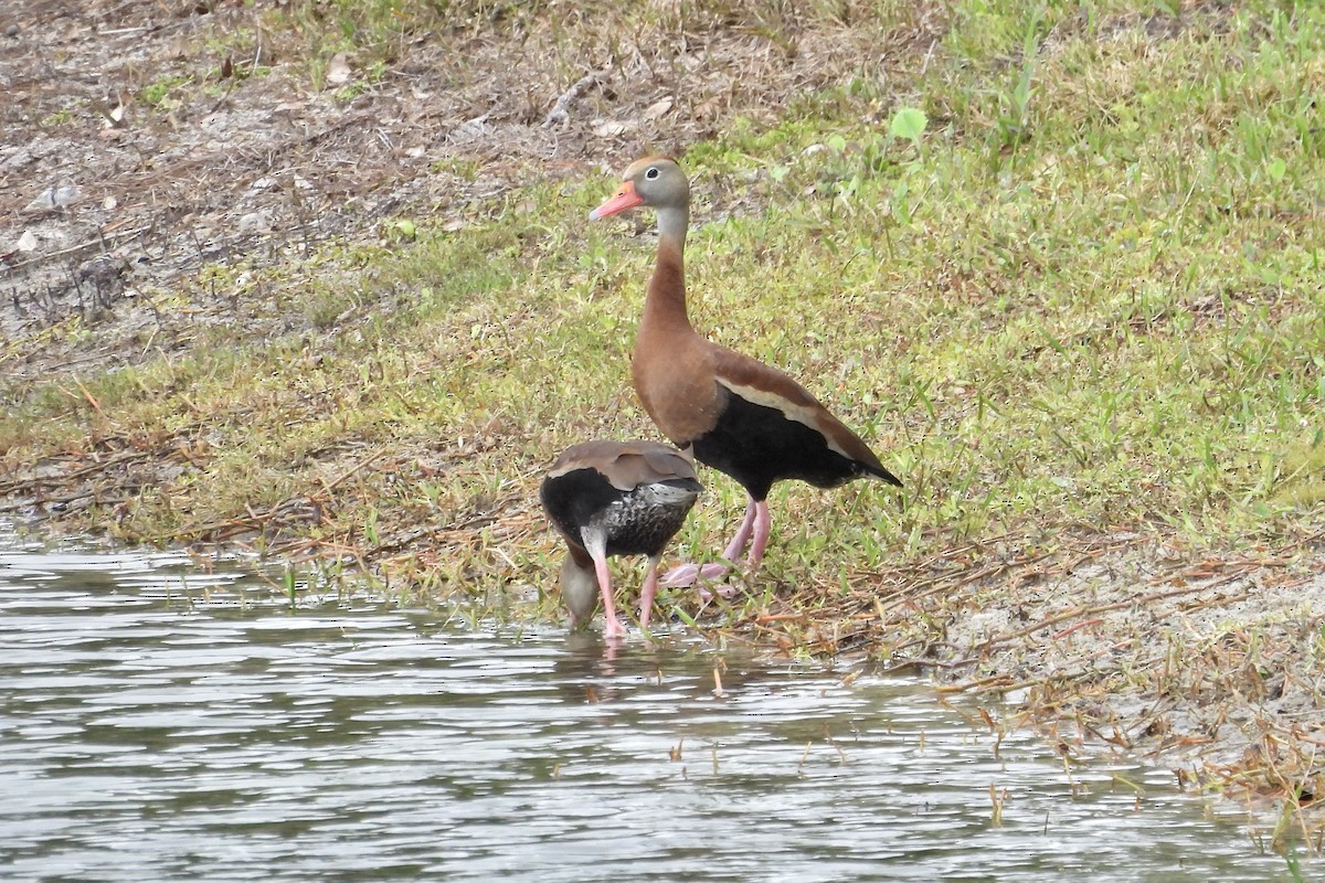 Dendrocygne à ventre noir - ML620649487