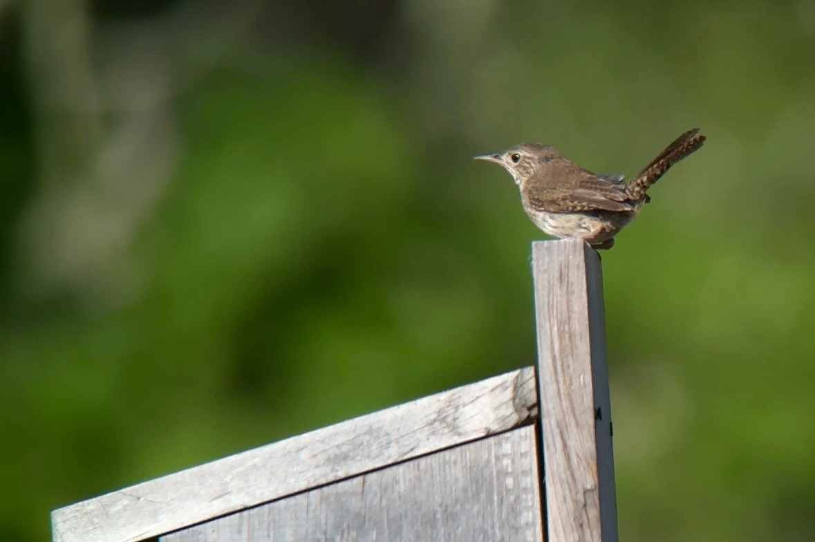 House Wren - ML620649490