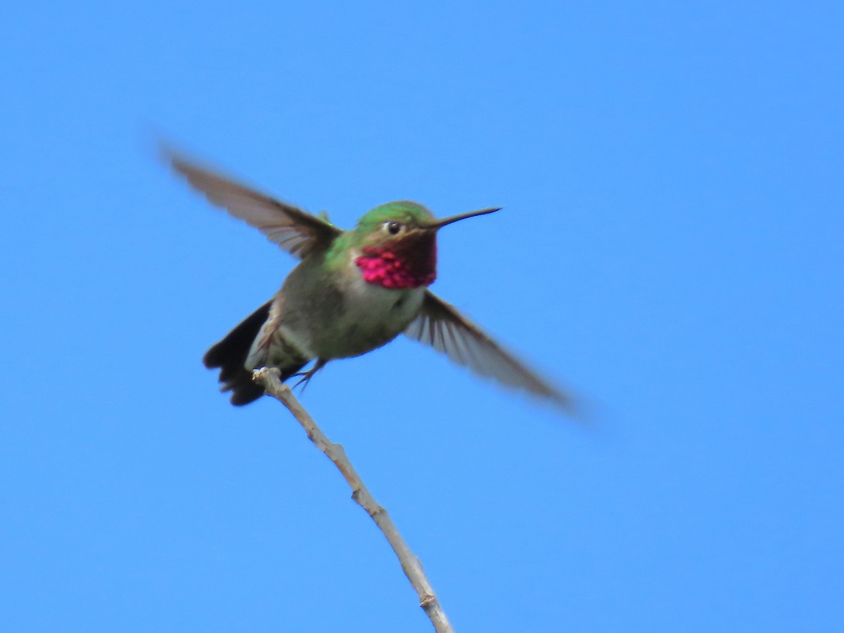 Broad-tailed Hummingbird - ML620649492