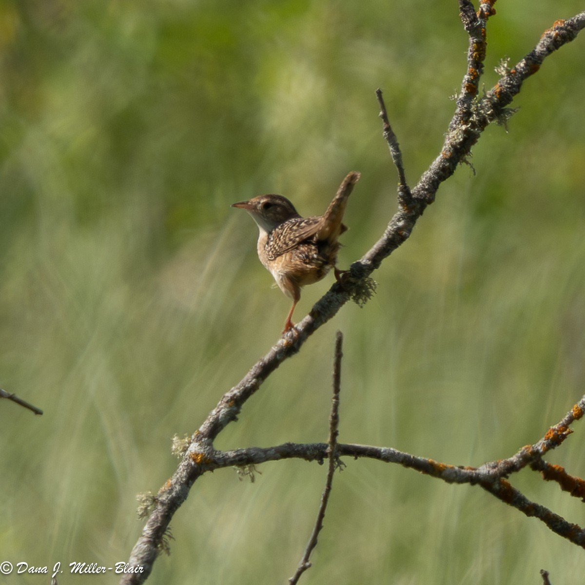 Sedge Wren - ML620649497