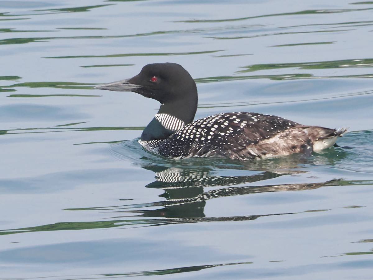 Colimbo Grande - ML620649499