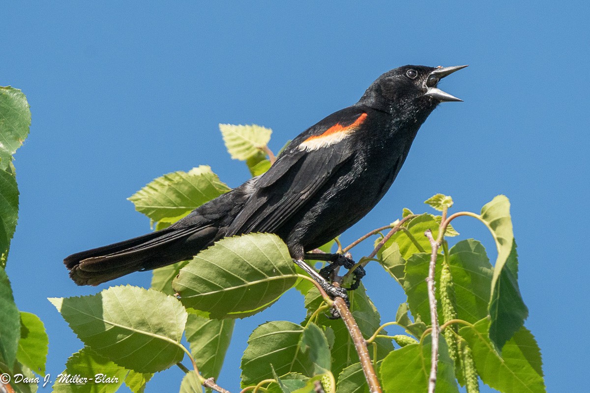 Red-winged Blackbird - ML620649501