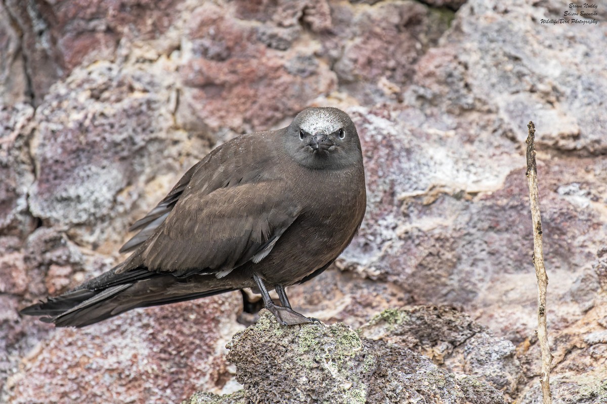 Brown Noddy - Edison Buenano