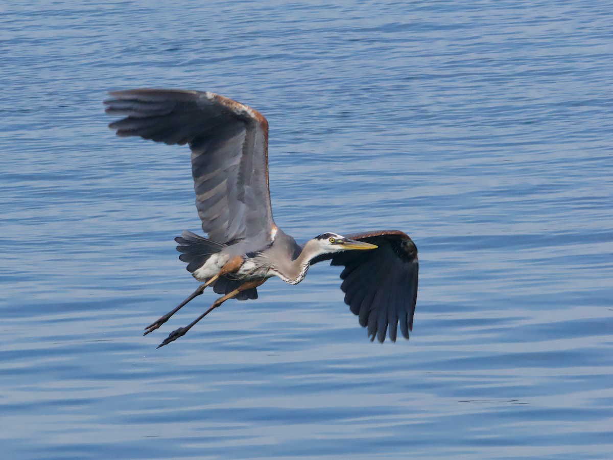 Garza Azulada - ML620649513