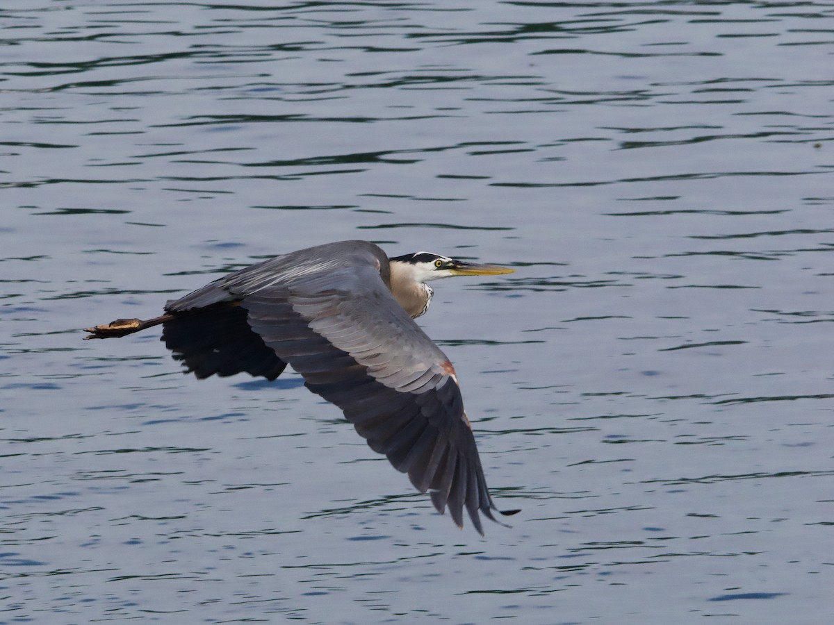 Garza Azulada - ML620649514