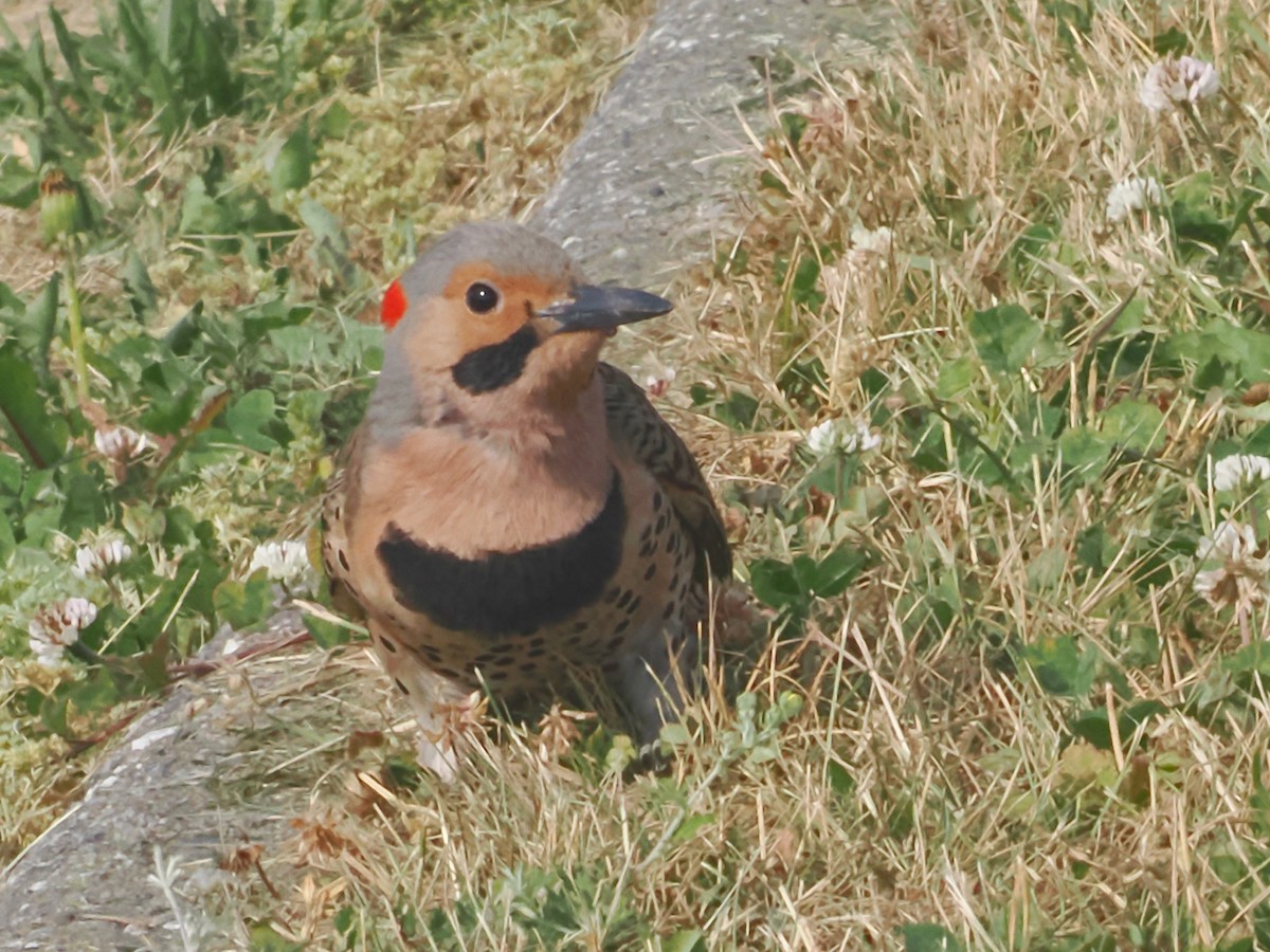 Carpintero Escapulario - ML620649519