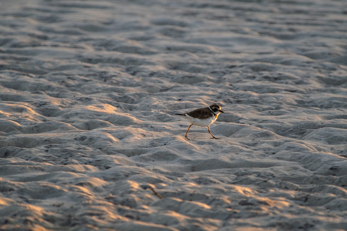 Semipalmated Plover - Tom Ramsey