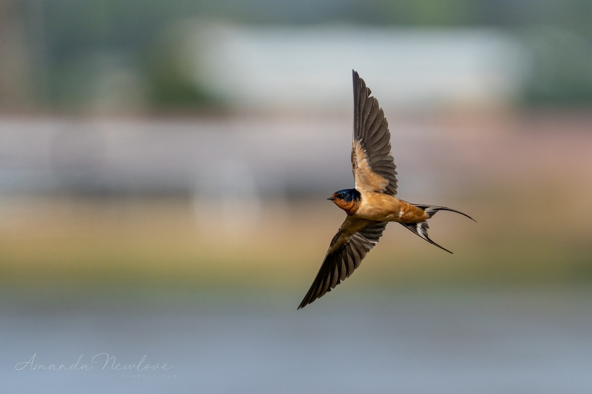 Barn Swallow - ML620649529