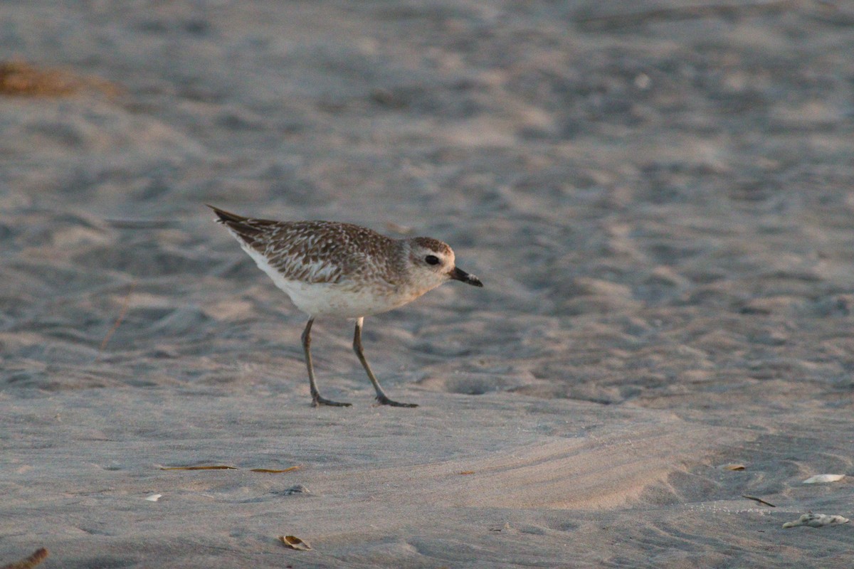 Semipalmated Sandpiper - ML620649530