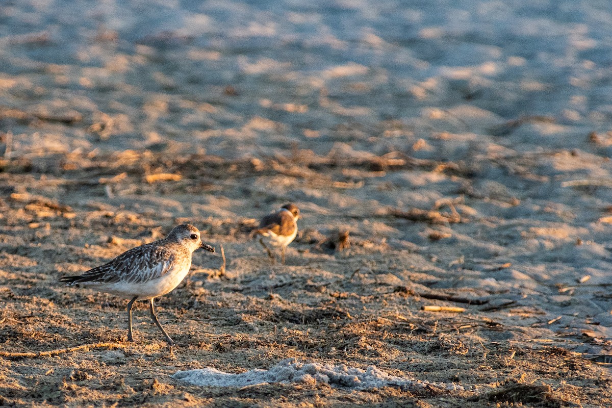 Semipalmated Sandpiper - ML620649531