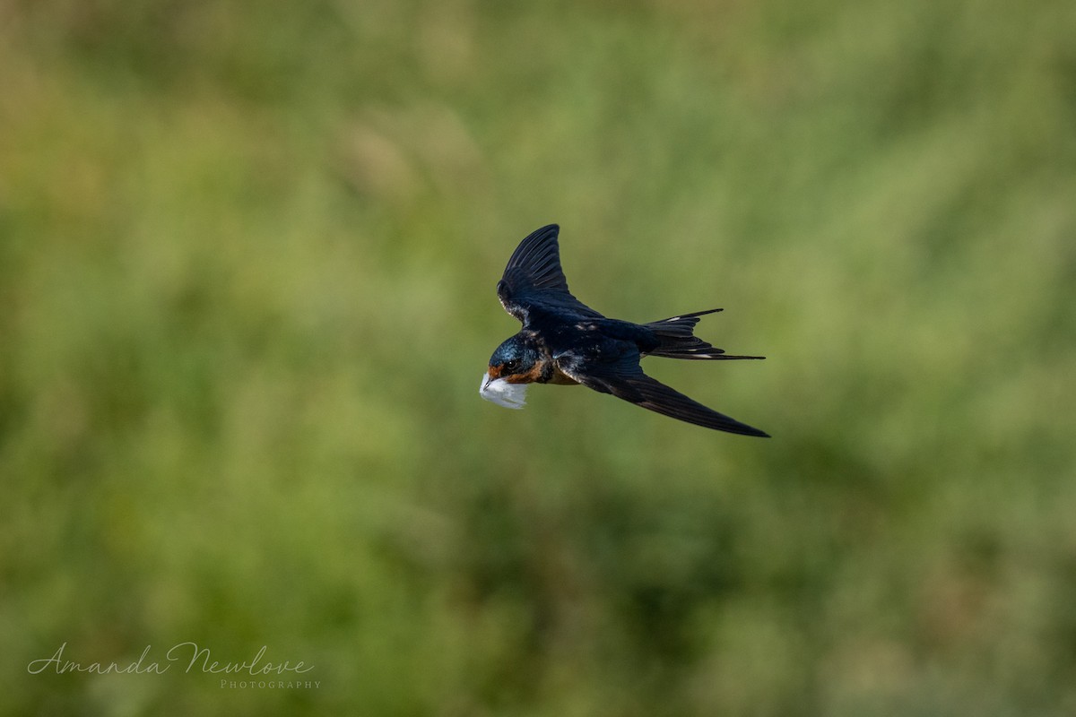 Barn Swallow - ML620649536