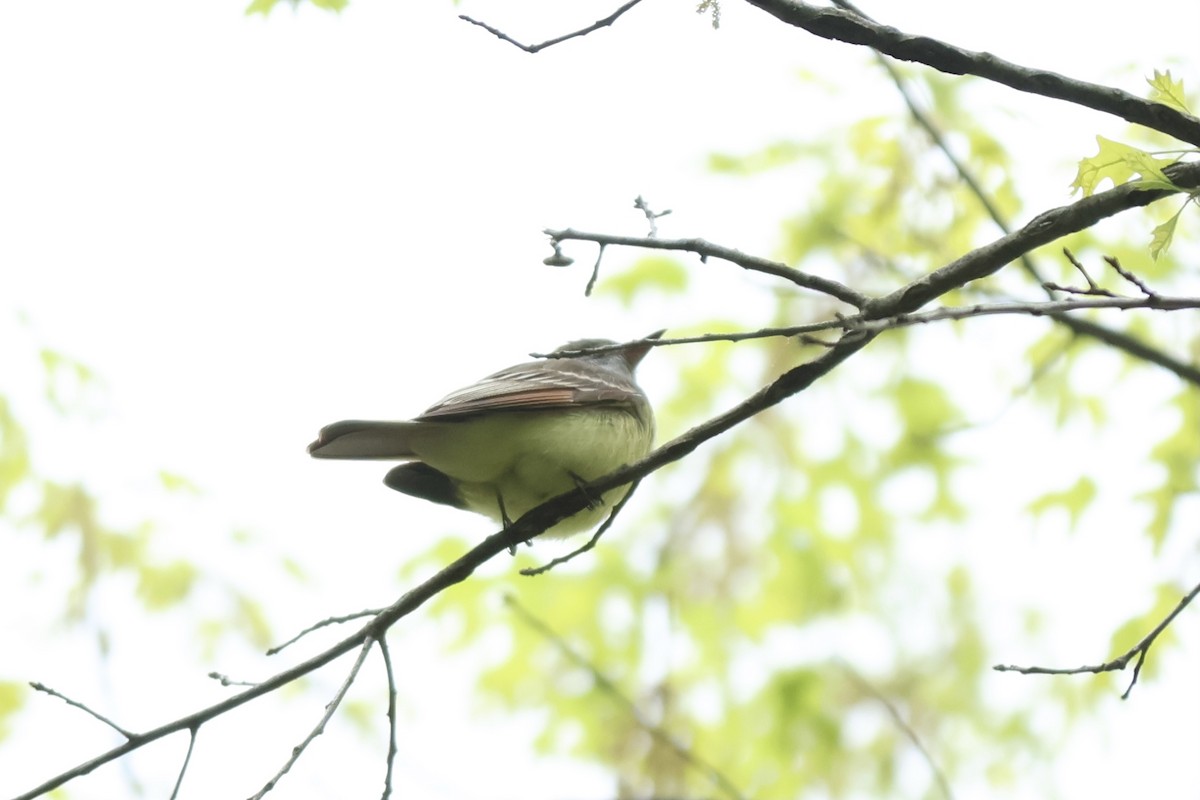 Great Crested Flycatcher - ML620649537
