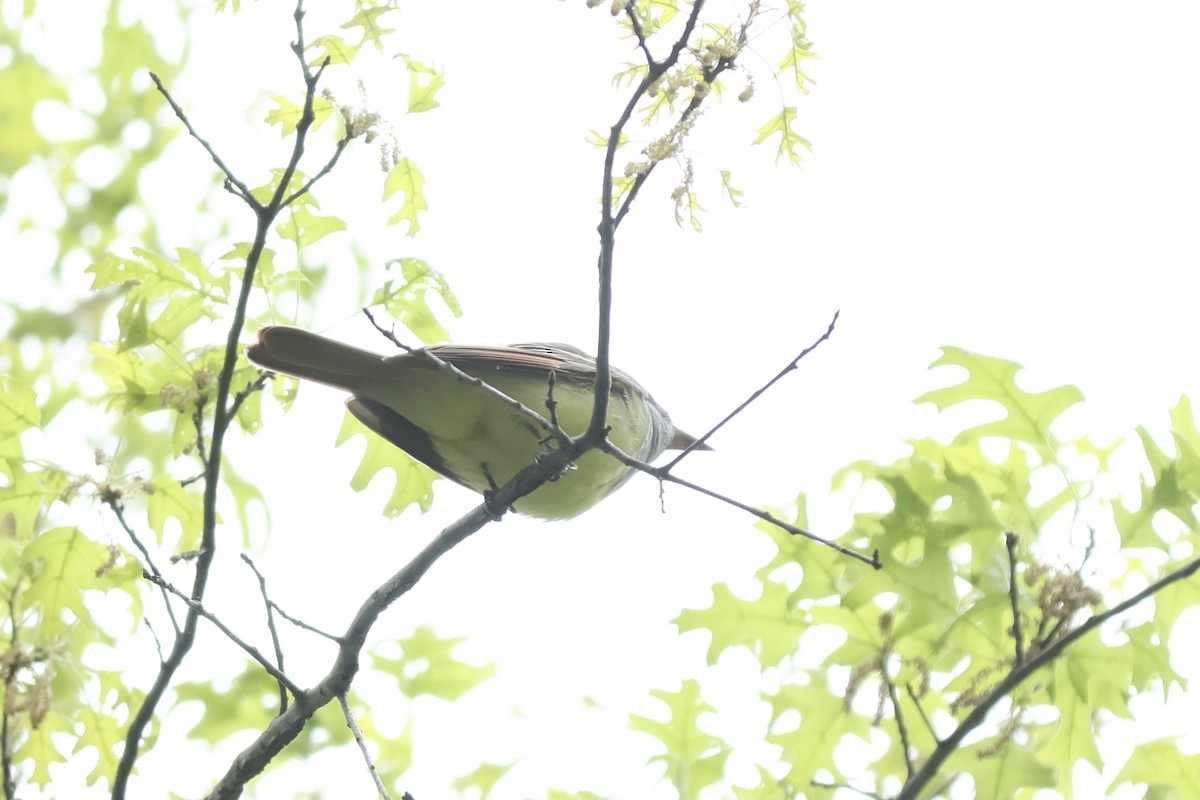 Great Crested Flycatcher - ML620649538