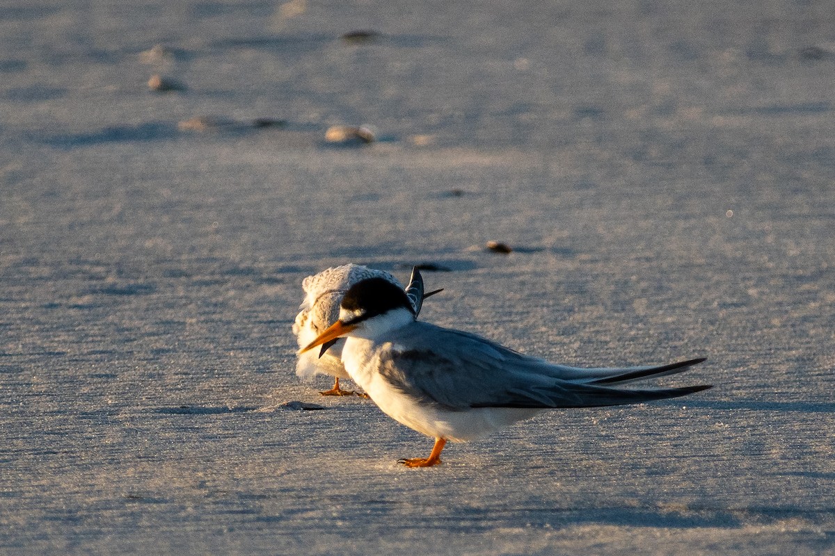 Least Tern - ML620649539