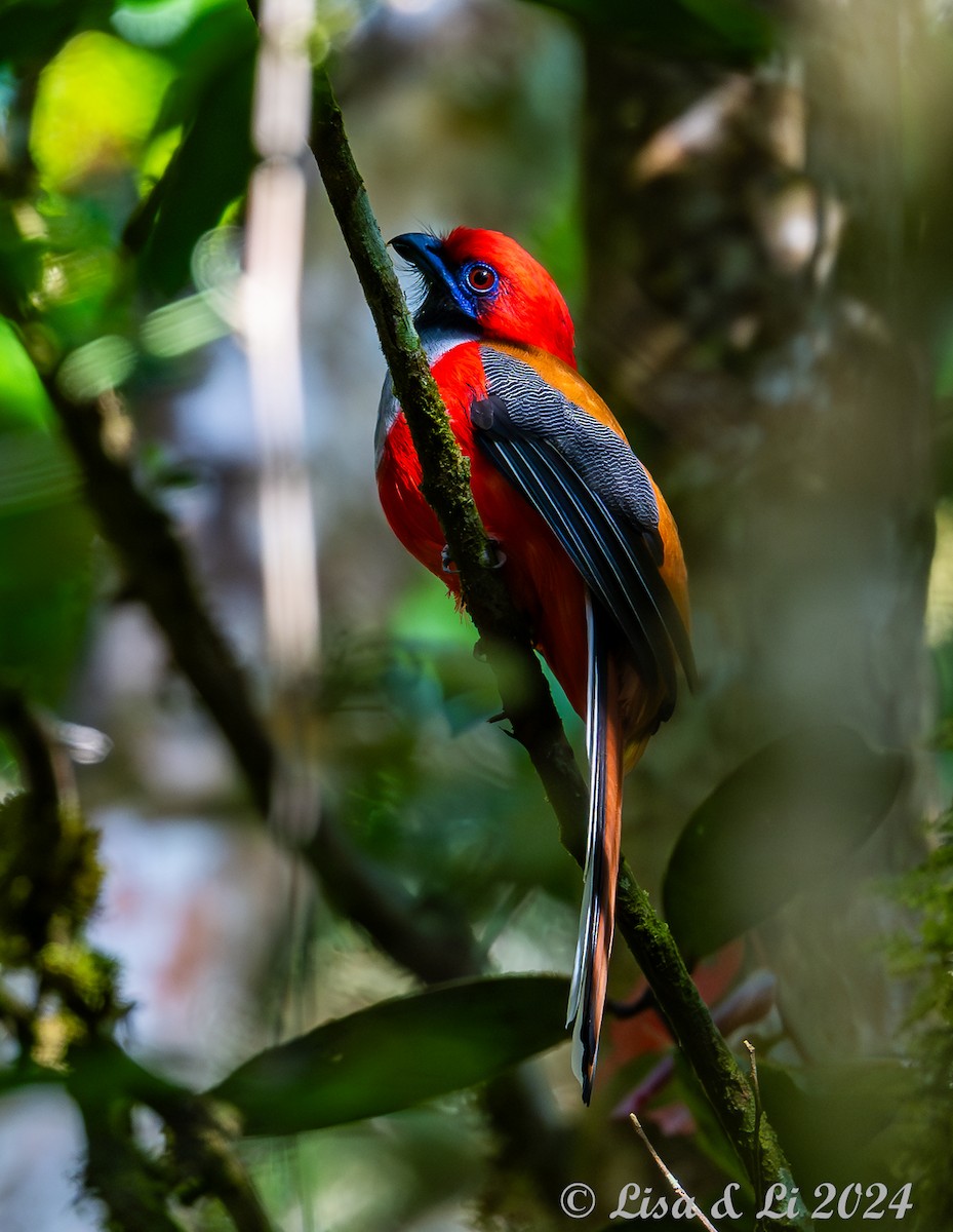 Whitehead's Trogon - ML620649543