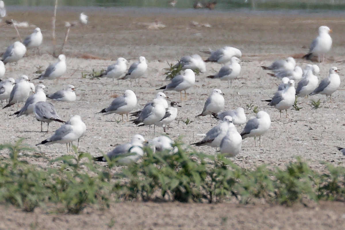 Mouette de Franklin - ML620649544