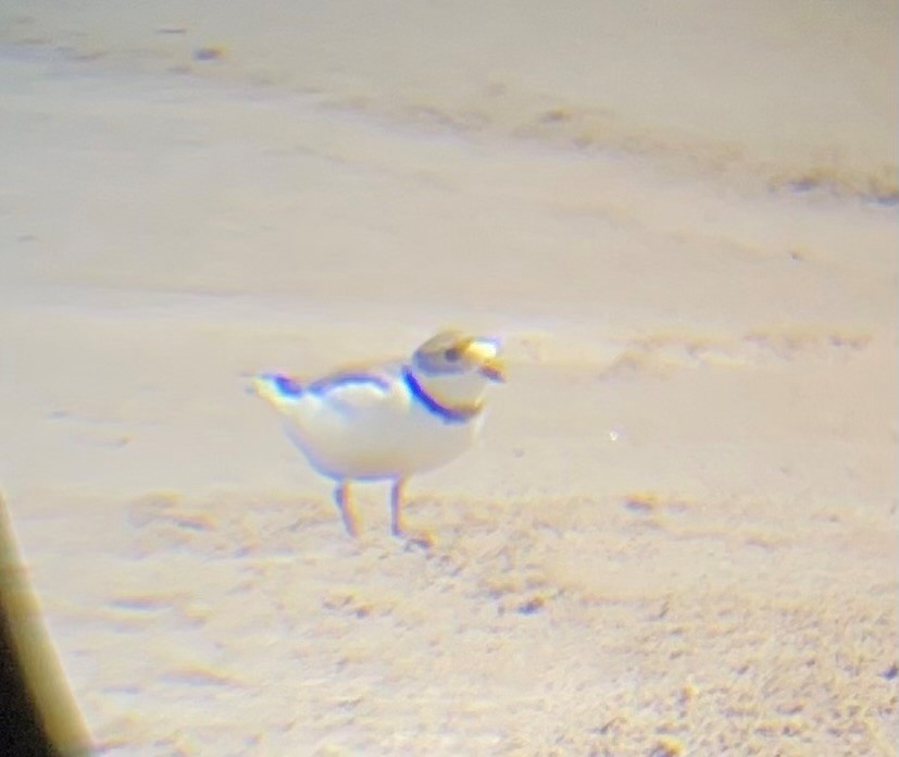 Piping Plover - ML620649545