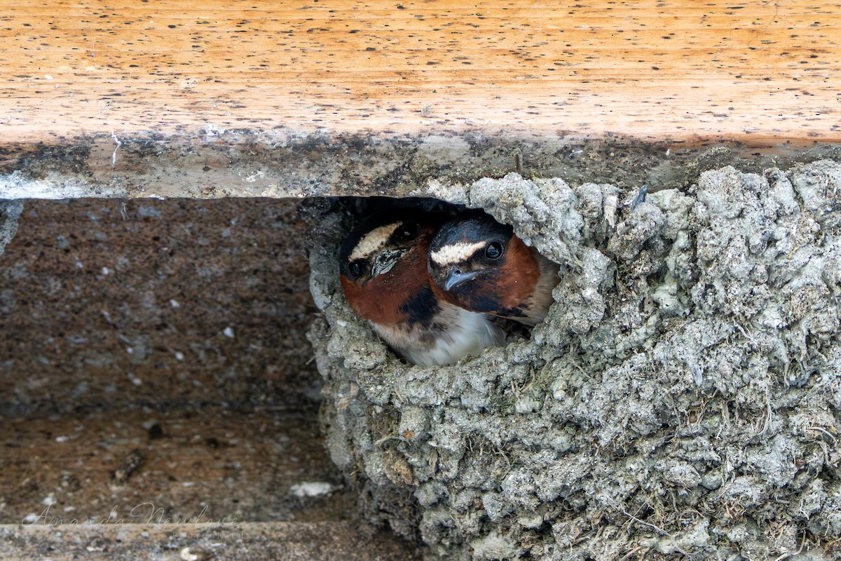 Cliff Swallow - ML620649547