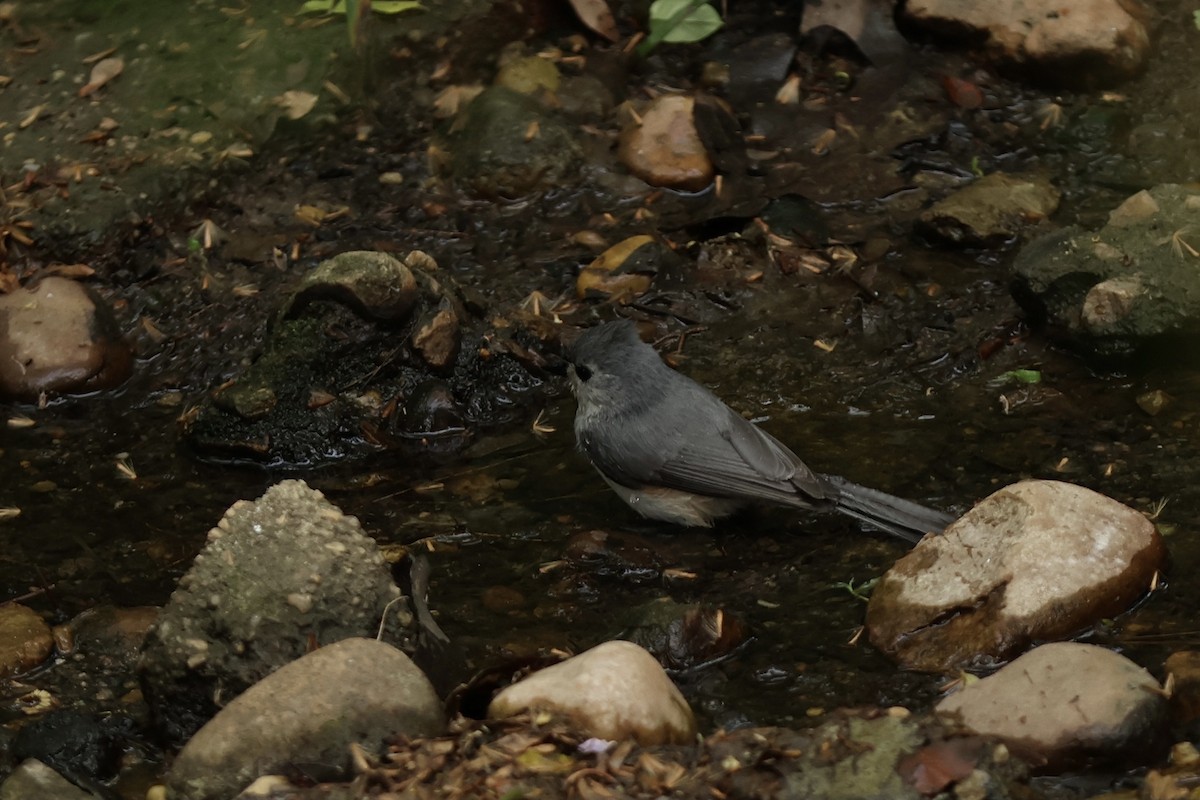 Tufted Titmouse - ML620649548