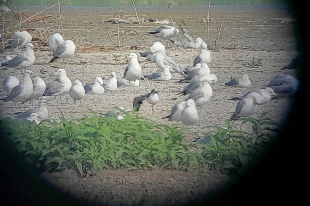 Franklin's Gull - ML620649550