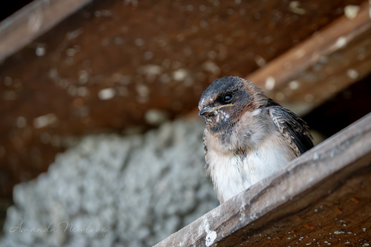 Cliff Swallow - ML620649551