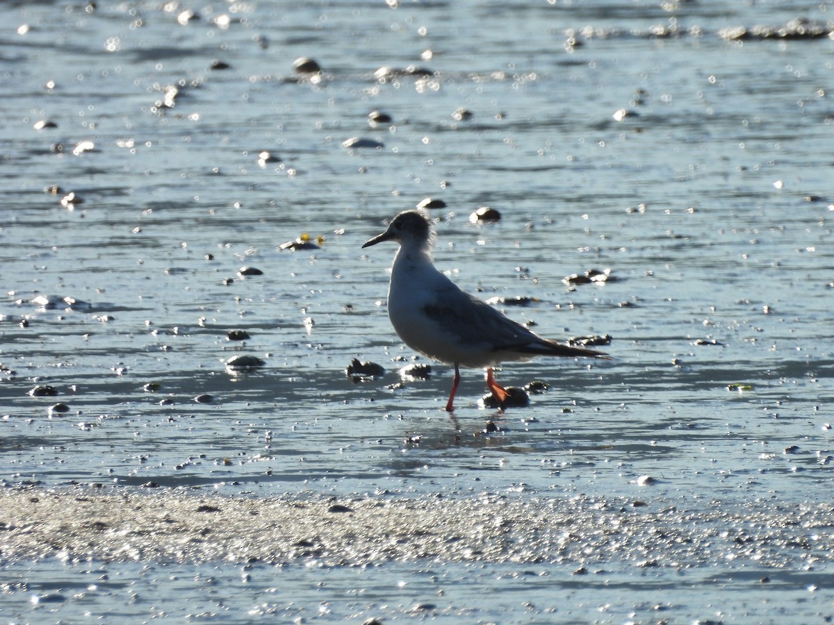 Bonaparte's Gull - Mark Stevens